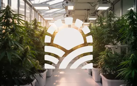 Moderne, professionelle Gewächshausanlage für Cannabisanbau mit üppigen grünen Pflanzen bei warmem Licht. - Foto: über boerse-global.de