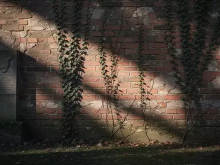 Eine historische Backsteinmauer eines Gedenkortes in Sachsen mit Efeu bei ruhigem Morgenlicht. - Foto: über boerse-global.de