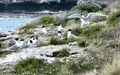 Im Juli war die hochansteckende Virusvariante erstmals bei einem australischen Meeresvogel festgestellt worden: einer Eilseeschwalbe. - Foto: Carola Frentzen/dpa