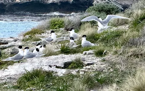 Im Juli war die hochansteckende Virusvariante erstmals bei einem australischen Meeresvogel festgestellt worden: einer Eilseeschwalbe. - Foto: Carola Frentzen/dpa