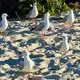 Viele Seevögel in Australien sind von dem Virus bedroht. - Bild: Carola Frentzen/dpa