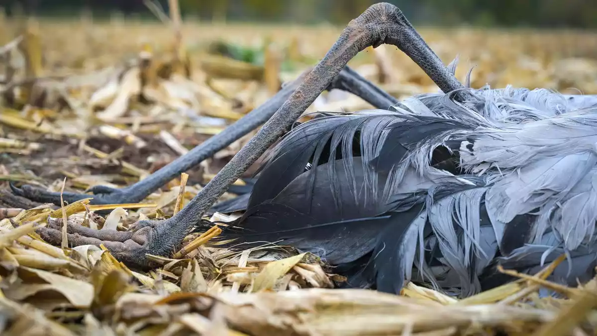 Das hochansteckende Influenza-A-Virus H5N1 hat weltweit schon Millionen Wildvögel getötet.  - Bild: Heiko Rebsch/dpa
