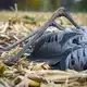 Das hochansteckende Influenza-A-Virus H5N1 hat weltweit schon Millionen Wildvögel getötet.  - Bild: Heiko Rebsch/dpa