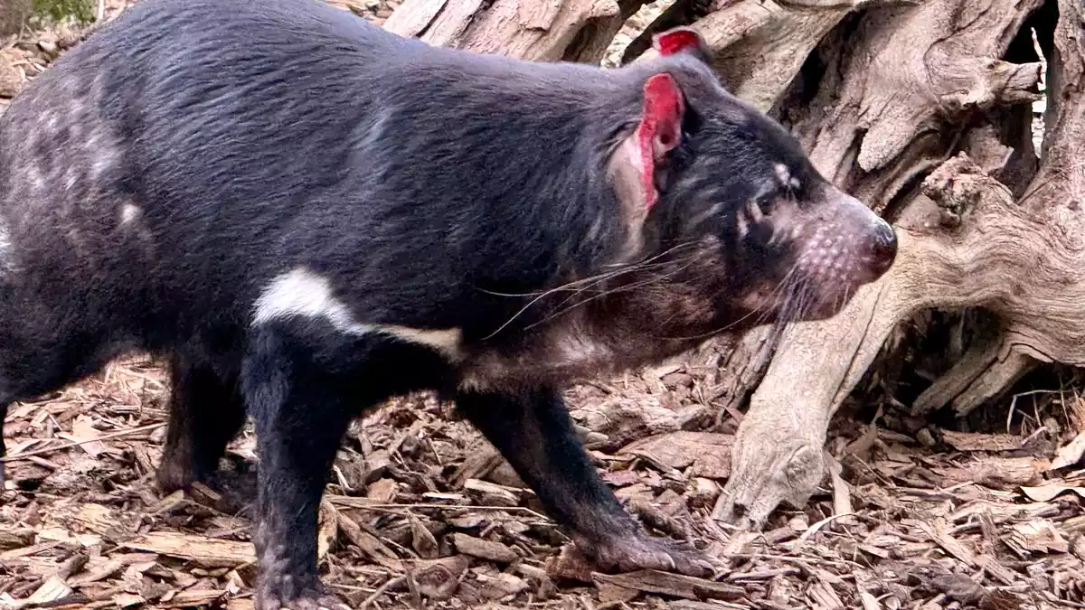 Experten haben Angst, dass die Krankheit auch die einzigartige Tierwelt Australiens betreffen könnte, wie Tasmanische Teufel. - Bild: Carola Frentzen/dpa