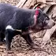 Experten haben Angst, dass die Krankheit auch die einzigartige Tierwelt Australiens betreffen könnte, wie Tasmanische Teufel. - Bild: Carola Frentzen/dpa