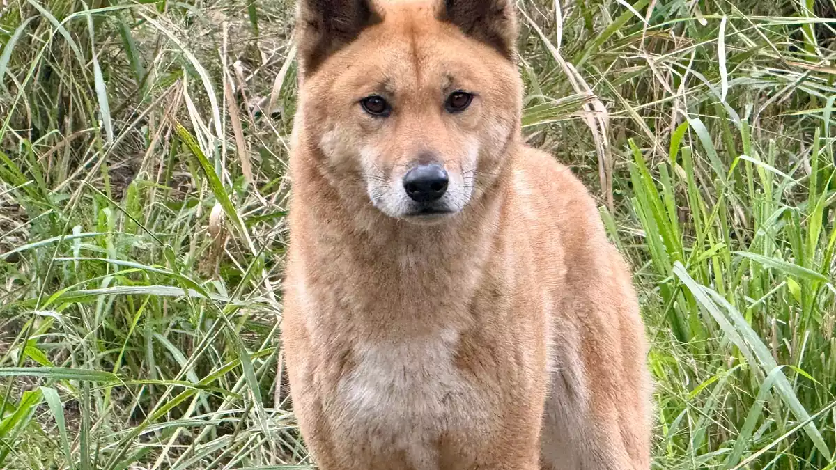 Experten zufolge könnten sich auch Dingos mit der Vogelgrippe infizieren. - Bild: Carola Frentzen/dpa
