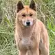 Experten zufolge könnten sich auch Dingos mit der Vogelgrippe infizieren. - Bild: Carola Frentzen/dpa