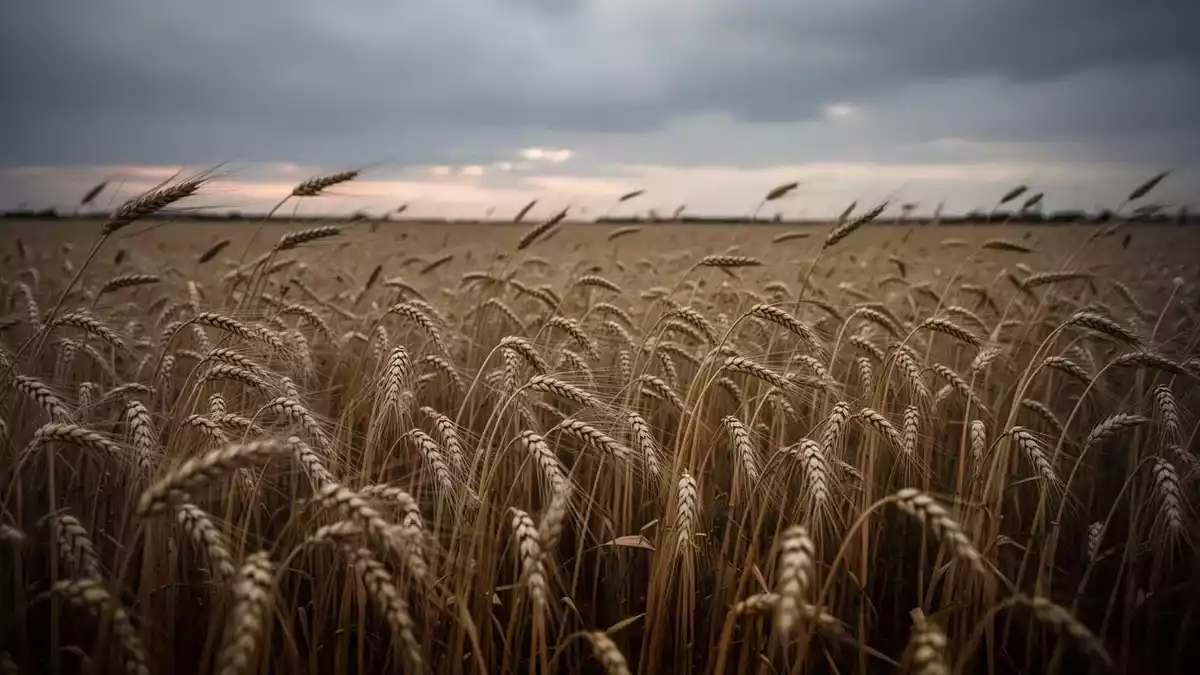 WisdomTree Wheat 3x Daily Leveraged fällt nach Weizenpreis-Korrektur