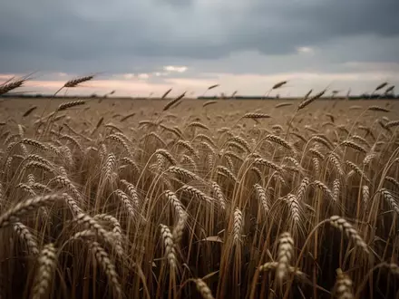 Ein weites, goldenes Weizenfeld unter einem bewölkten, stimmungsvollen Himmel. - Foto: über boerse-global.de