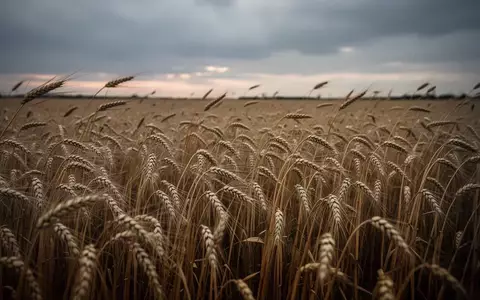 Ein weites, goldenes Weizenfeld unter einem bewölkten, stimmungsvollen Himmel. - Foto: über boerse-global.de