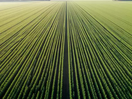 Weitläufige, grüne landwirtschaftliche Felder in geometrischen Reihen im weichen Licht der Morgensonne. - Foto: über boerse-global.de