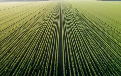 Weitläufige, grüne landwirtschaftliche Felder in geometrischen Reihen im weichen Licht der Morgensonne. - Foto: über boerse-global.de