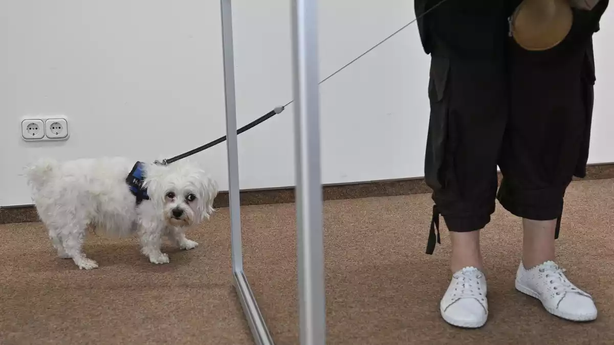 Ein kleiner Hund wartet in einem Wahllokal vor einer Wahlkabine.  - Bild: Klaus-Dietmar Gabbert/dpa