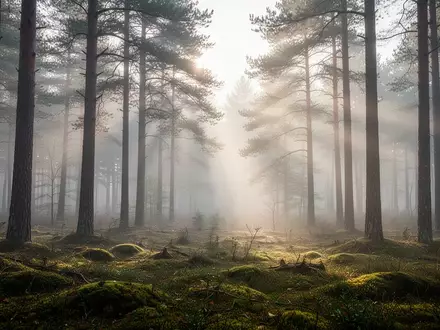 Ein nebliger, friedlicher Wald in der Uckermark bei natürlichem Morgenlicht, der Ruhe und mentale Entspannung symbolisiert. - Foto: über boerse-global.de