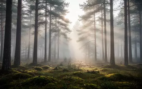 Ein nebliger, friedlicher Wald in der Uckermark bei natürlichem Morgenlicht, der Ruhe und mentale Entspannung symbolisiert. - Foto: über boerse-global.de