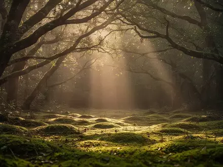 Ein ruhiger, von Sonnenlicht durchfluteter Wald mit moosbedecktem Boden und sanfter Atmosphäre. - Foto: über boerse-global.de