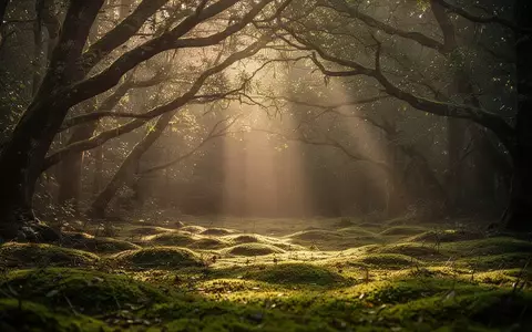 Ein ruhiger, von Sonnenlicht durchfluteter Wald mit moosbedecktem Boden und sanfter Atmosphäre. - Foto: über boerse-global.de