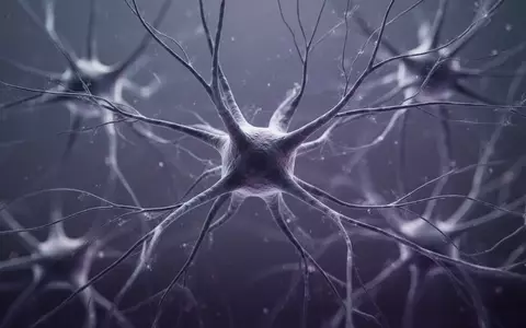Mikroskopische Aufnahme von biologischem Nervengewebe mit komplexen Zellstrukturen und Fasergeflechten. - Foto: über boerse-global.de