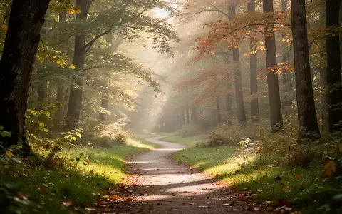 Ein sonnendurchfluteter Waldweg in einer ruhigen Naturlandschaft, der zu Bewegung und körperlicher Aktivität einlädt. - Foto: über boerse-global.de