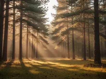 Ein sonnendurchfluteter Wald bei Sonnenaufgang, der Ruhe und psychologische Stabilität ausstrahlt. - Foto: über boerse-global.de