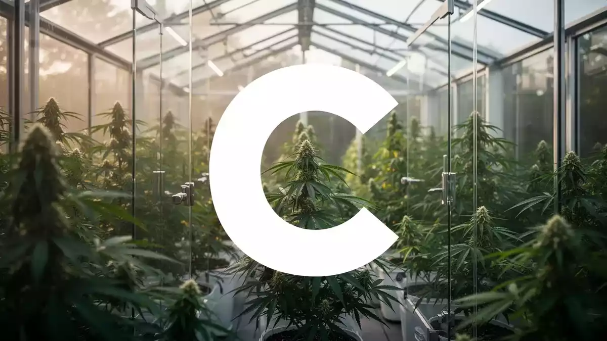 Cresco Labs Stock Surges on $50M Pennsylvania Cannabis Acquisition