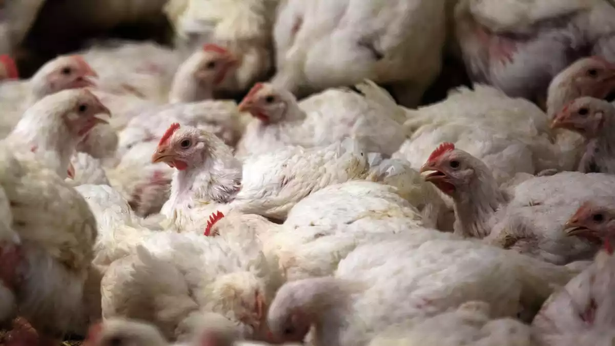 In Deutschland ist der Konsum von Geflügelfleisch in den vergangenen Jahren deutlich gestiegen. (Archivbild) - Bild: Jens Büttner/dpa-Zentralbild/dpa