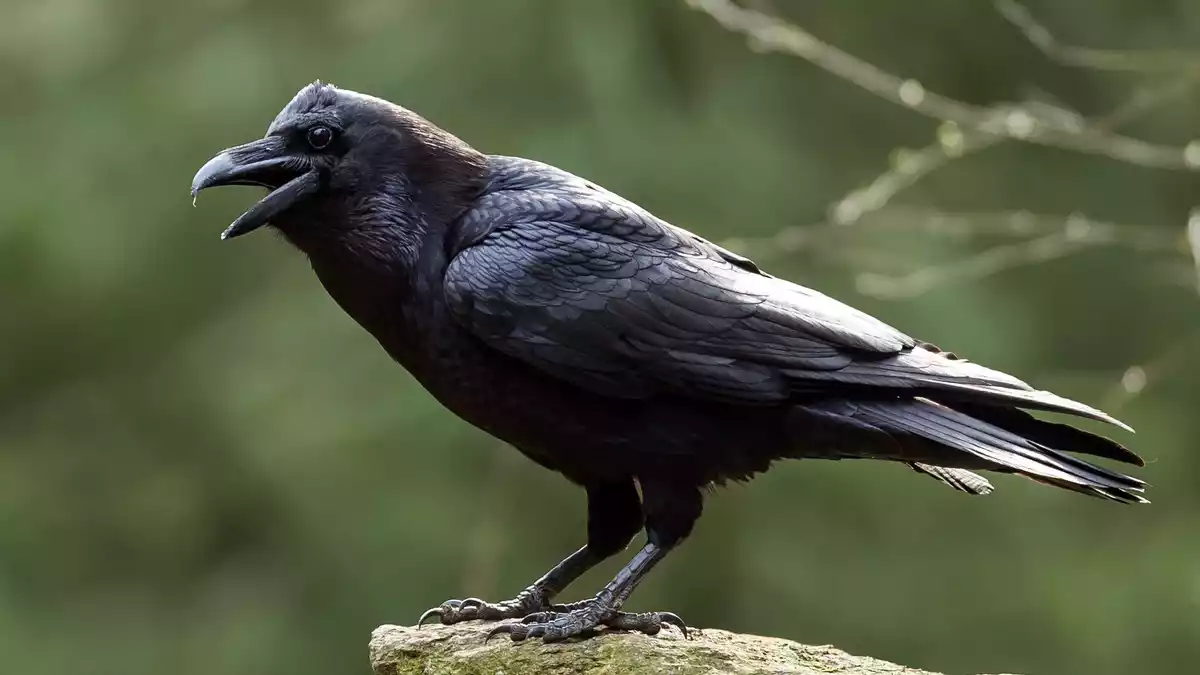 Der Kolkrabe ist der größte Singvogel der Welt. (Archivbild) - Bild: Patrick Pleul/dpa