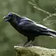 Der Kolkrabe ist der größte Singvogel der Welt. (Archivbild) - Bild: Patrick Pleul/dpa