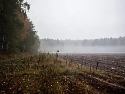 Weite, neblige Agrarlandschaft mit einem Übergang zwischen bewirtschaftetem Wald und Brachland unter einem grauen Himmel. - Foto: über boerse-global.de