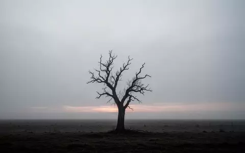 Ein einsamer, kahler Baum in einer nebligen, ruhigen Landschaft bei Dämmerung. - Foto: über boerse-global.de