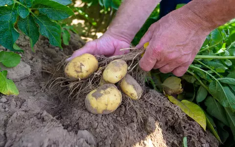 Kartoffelpflanzen werden auf einem Versuchsfeld kontrolliert. - Foto: Philipp Schulze/dpa