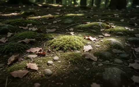Nahaufnahme eines unebenen Waldbodens mit Moos, Blättern und kleinen Steinen bei natürlichem Lichteinfall. - Foto: über boerse-global.de