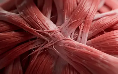 Mikroskopische Nahaufnahme von menschlichem Muskelgewebe mit Fokus auf die faserige Struktur und Textur. - Foto: über boerse-global.de