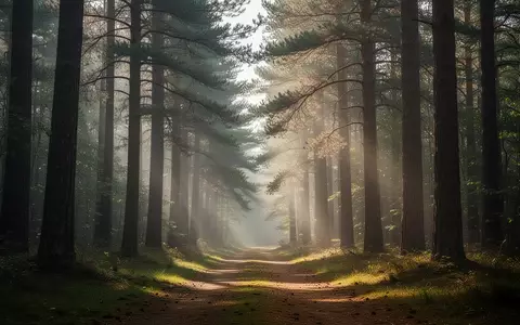 Ein ruhiger, nebliger Waldweg im sanften Morgenlicht, der Ruhe und Ausgeglichenheit ausstrahlt. - Foto: über boerse-global.de