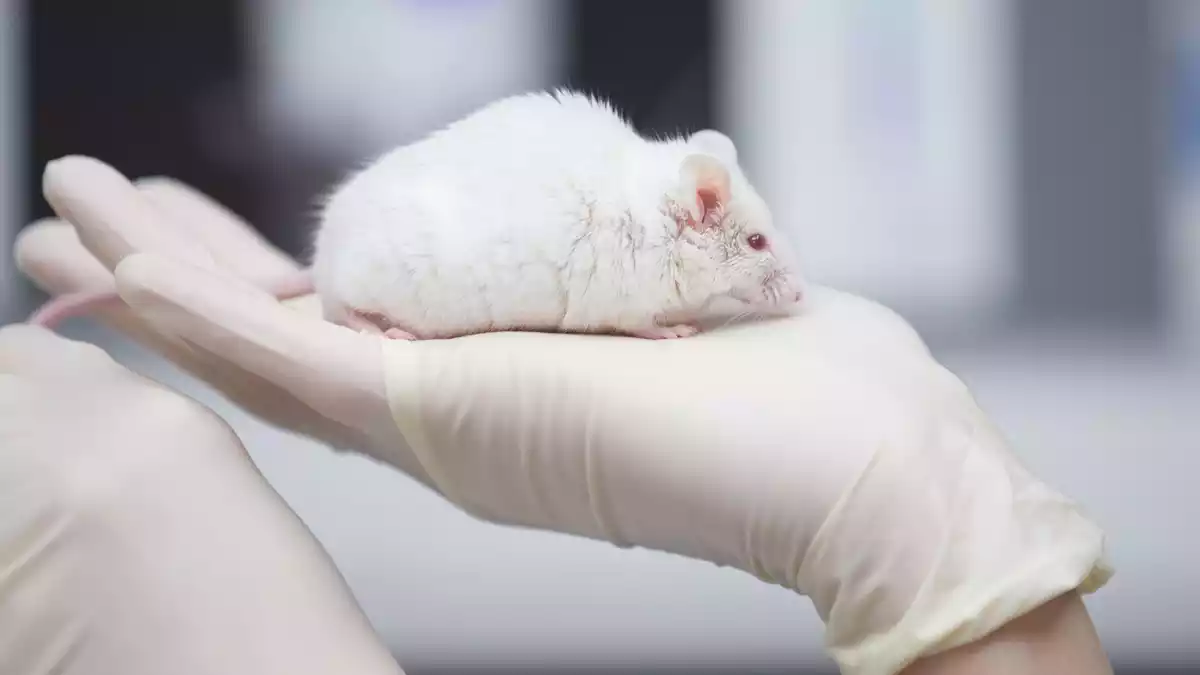 Besonders in der Grundlagenforschung sind Tierversuche noch immer sehr häufig. - Bild: Friso Gentsch/dpa