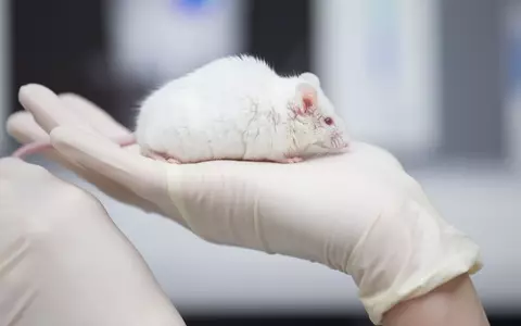 Besonders in der Grundlagenforschung sind Tierversuche noch immer sehr häufig. - Foto: Friso Gentsch/dpa