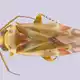 Taylor Swift hat den Namen vier neu bestimmter Insektenarten inspiriert. - Bild: Sarah Schroeder/UCR/dpa