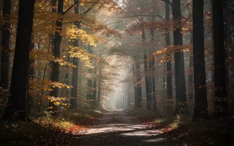 Ein herbstlicher Waldweg mit goldenem Sonnenlicht, das durch die herbstlich gefärbten Blätter fällt. - Foto: über boerse-global.de