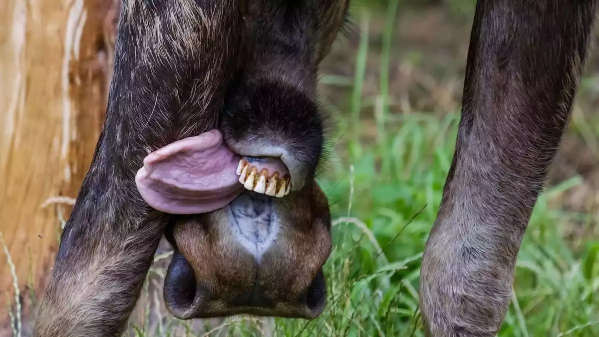 Ein Elch streckt im Wisentgehege Springe seine Zunge zum Putzen heraus. (Symbolbild) - Bild: Ole Spata/dpa