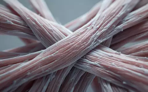 Mikroskopische Aufnahme von biologischem Muskelgewebe mit Fokus auf die Struktur der Muskelfasern. - Foto: über boerse-global.de