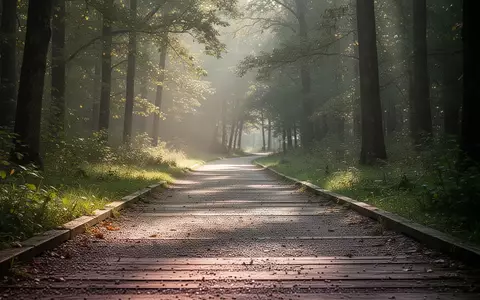 Ein von der Morgensonne beleuchteter Waldweg in einer ruhigen Naturlandschaft ohne Personen. - Foto: über boerse-global.de