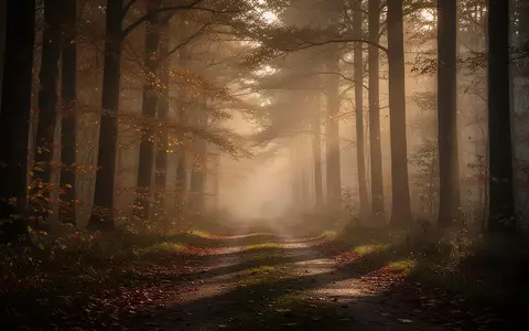 Ein nebliger Waldweg in der Abenddämmerung, der die Atmosphäre von Orientierungslosigkeit und Verletzlichkeit symbolisiert. - Foto: über boerse-global.de