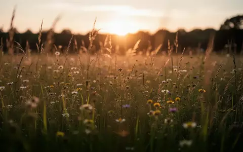 Eine unscharfe Blumenwiese im Licht der untergehenden Spätsommersonne. - Foto: über boerse-global.de