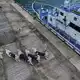 Nach dem Brand auf der Fähre «MV June Aster» werden immer mehr Tote geborgen. - Bild: Aaron Favila/AP/dpa