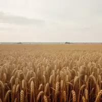 Ein weites, goldenes Getreidefeld unter einem bewölkten Himmel als Symbol für wirtschaftliche Stabilität und landwirtschaftliche Zyklen. - Foto: über boerse-global.de