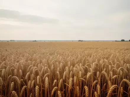 Ein weites, goldenes Getreidefeld unter einem bewölkten Himmel als Symbol für wirtschaftliche Stabilität und landwirtschaftliche Zyklen. - Foto: über boerse-global.de