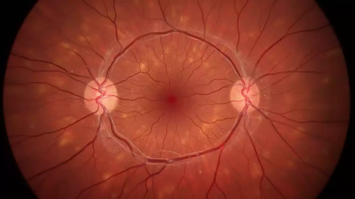 PECAM-Studie zeigt Steuerung von Immunzellen in der Retina