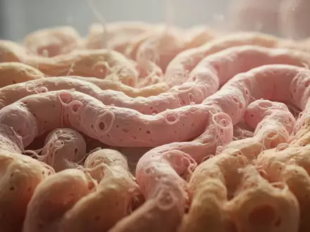 Mikroskopische Aufnahme von gesundem Darmgewebe mit detaillierten zellulären Strukturen in natürlichen Farbtönen. - Foto: über boerse-global.de
