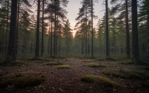 Weitläufige Waldlandschaft mit trockenem Waldboden zur Dämmerung als Symbol für Brandprävention. - Foto: über boerse-global.de