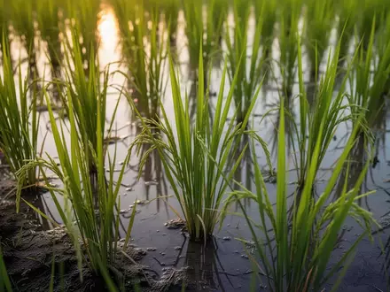 Nahaufnahme von grünen Reispflanzen in einem gefluteten Reisfeld bei natürlichem Morgenlicht. - Foto: über boerse-global.de
